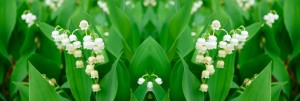 top_bg2